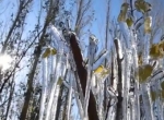 新疆出现罕见冰凌奇观是怎么回事 网友：树枝如同雾凇一般