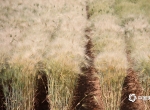 小满至！山东威海小麦长势旺盛 颗粒逐渐饱满-图片频道